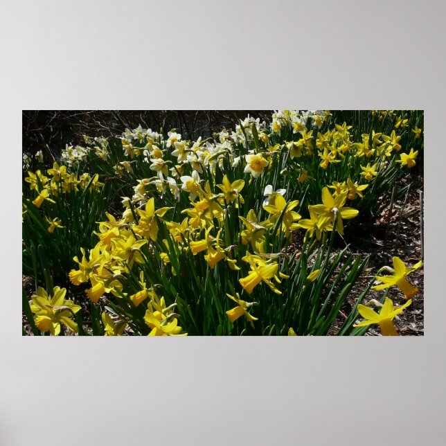 Poster Daffodiles jaunes et blancs Fleurs de printemps (Devant)