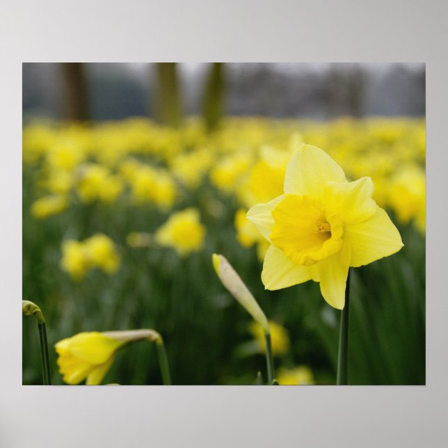 Poster Daffodiles (RF) (Devant)