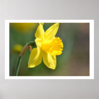 Daffodique de printemps