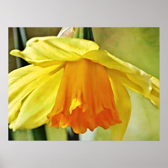 Poster Daffodique Fleur Jaune Art Photographique Imprimer (Devant)