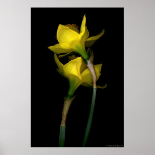 Poster Daffodique I