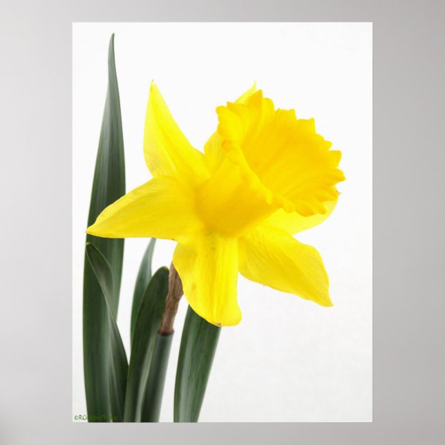 Poster Daffodique simple Jaune Narcisse (Devant)
