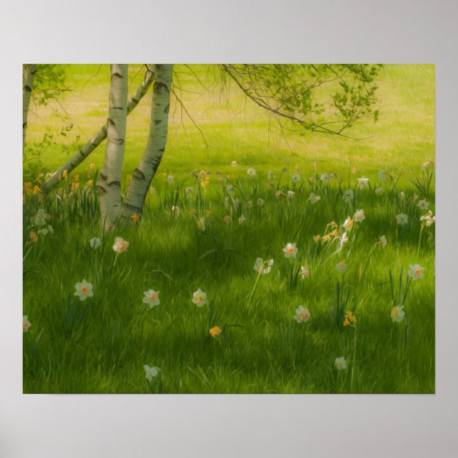 Poster Daffodiques de printemps (Devant)
