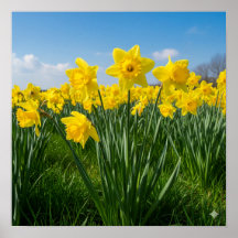Daffodiques en fleur