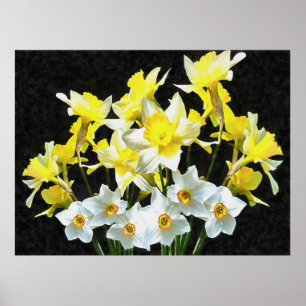Poster Daffodiques Jaunes Et Narcissi Blanc Sur Gris