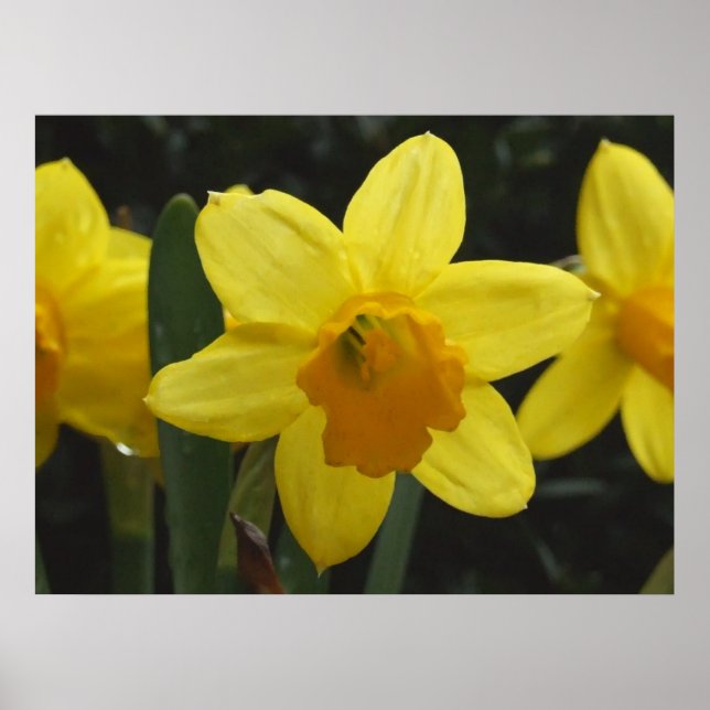 Poster Daffy (Devant)