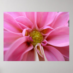 Poster Dahlia
