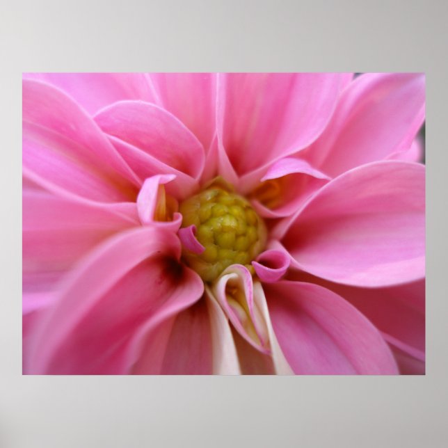Poster Dahlia (Devant)
