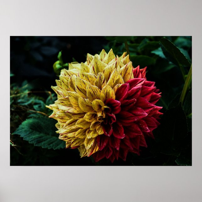 Poster Dahlia (Devant)