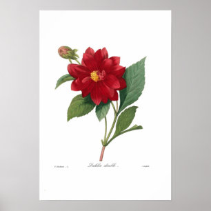 Poster Dahlia
