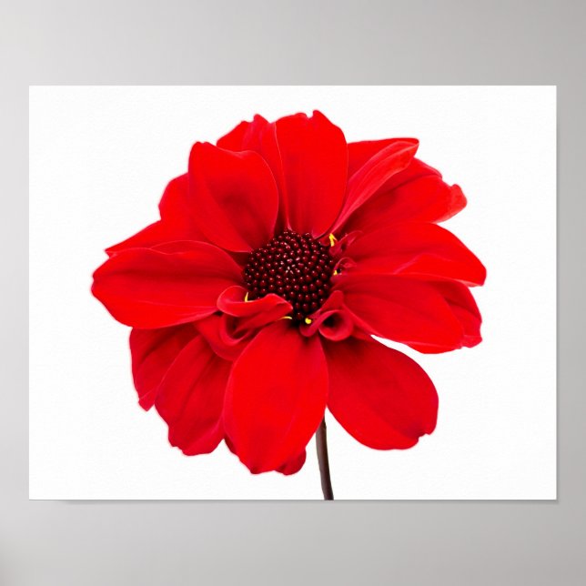 Poster Dahlia Bishop Red (Devant)