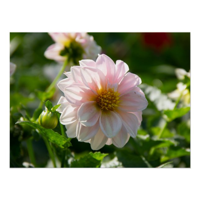 Poster Dahlia blanche dans la photo du jardin (Devant)