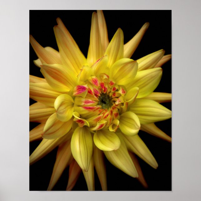 Poster Dahlia Corona jaune (Devant)