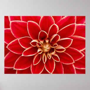 Poster Dahlia en gros plan