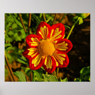 Poster Dahlia, ferme dahlia, Canby, Oregon, États-Unis 1
