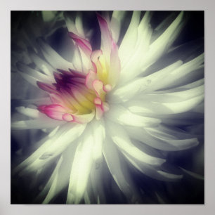 Poster Dahlia Fleur Noir Et Blanc Partiel Couleur