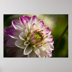 Poster Dahlia pourpre et blanc