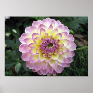 Poster Dahlia vif de crème de lavande