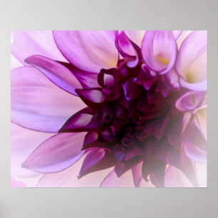 Poster Dahlia violet