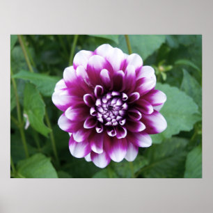 Poster Dahlia violet blanc