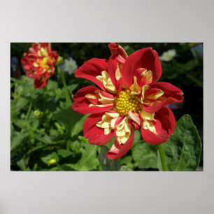 Poster Dahlias rouges