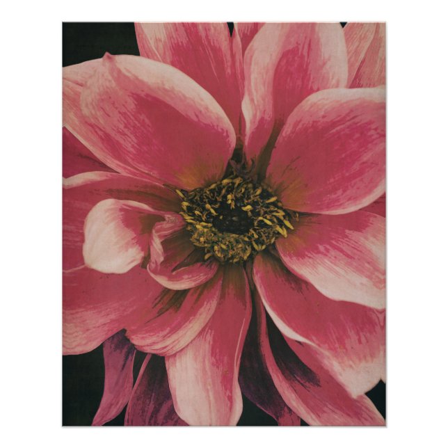 Poster Dahlie (homonymie) (Devant)