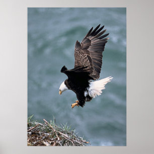 Poster d'aigle