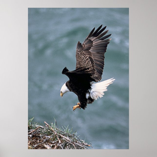 Poster d'aigle (Devant)