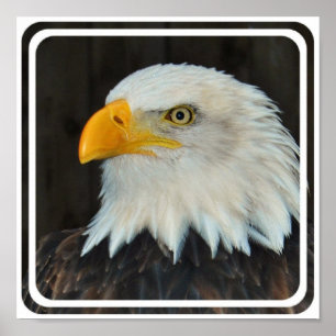 Poster d'aigle Head