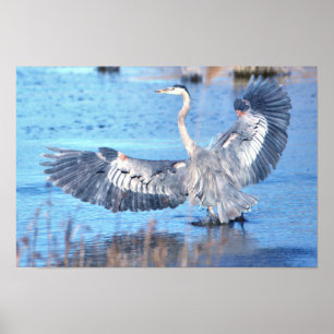 Poster d'ailes Grand Héron Bleu