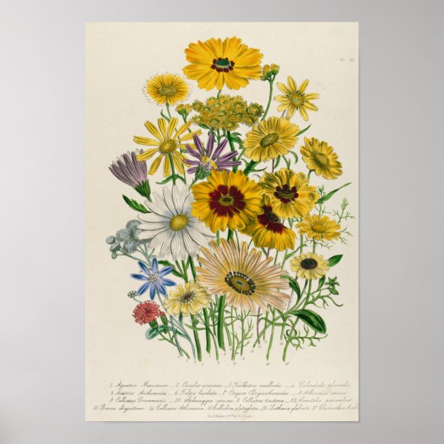 Poster Daisies, assiette 31 de "The Ladies" (Devant)