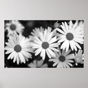 Poster Daisy