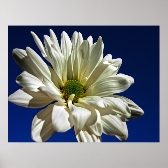 Poster Daisy (Devant)