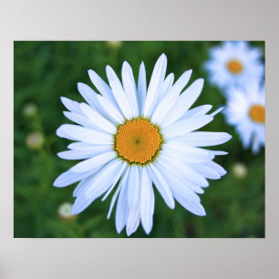 Poster Daisy
