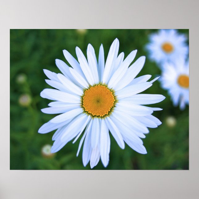 Poster Daisy (Devant)