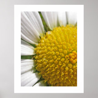 Poster Daisy