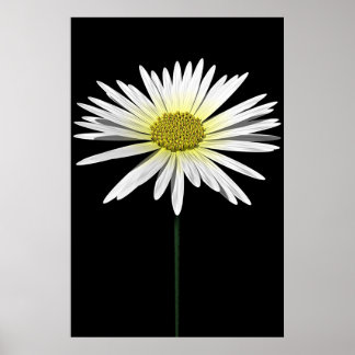 Poster Daisy