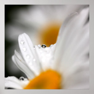 Poster Daisy