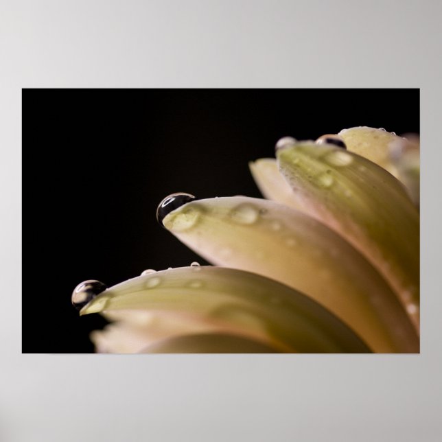 Poster Daisy Droplet (Devant)