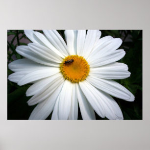Poster Daisy et l'abeille