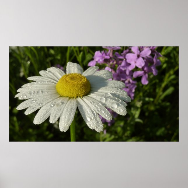 Poster Daisy et lilas d'été botanique (Devant)