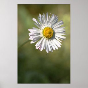 Poster Daisy Florale Naturfotografie