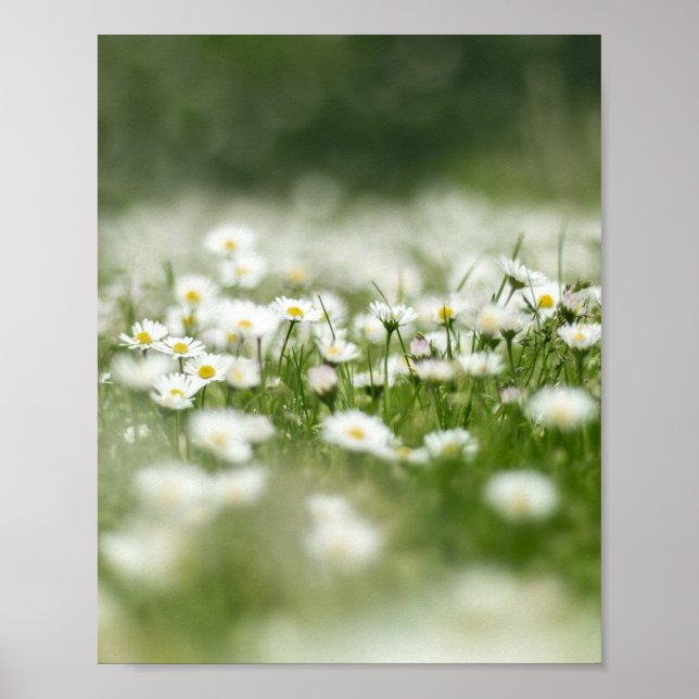 Poster Daisy Meadow (Devant)
