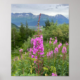 Poster d'alaskan