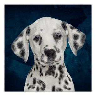 Poster Dalmatien
