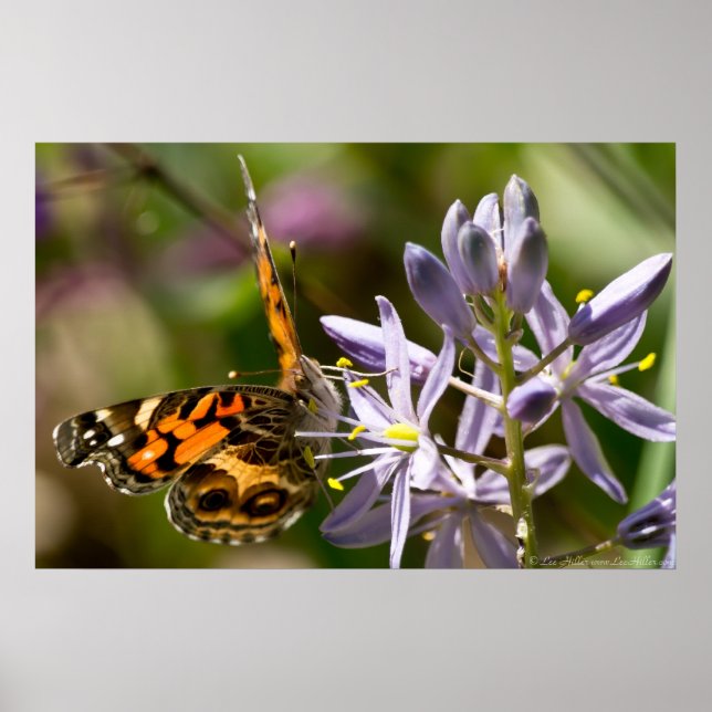 Poster d'American Lady Butterfly Wild Hyacinth (Devant)