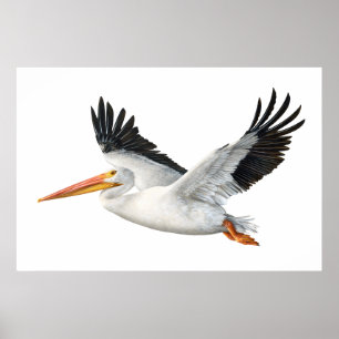 Poster d'American White Pelican en vol