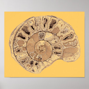 Poster d'ammonite (fossile)