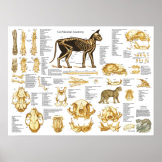 Poster d'anatomie crânienne de chat 18 X 24