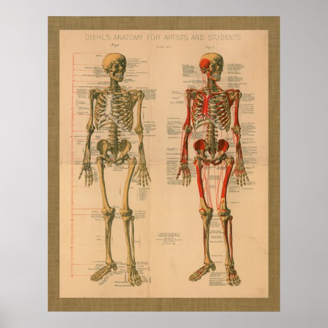 Poster d'anatomie de l'attachement du squelette 18 (Devant)